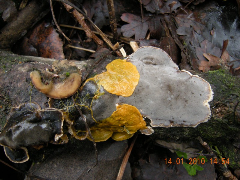Bjerkandera adusta (Bjerkandera adusta)